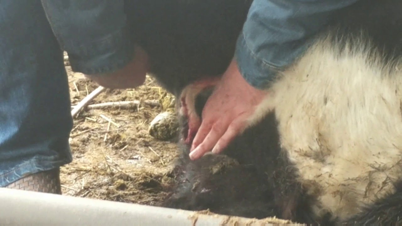 November 20 2017 Learning How To Castrate A Bull YouTube november-20-2017-learning-how-to-castrate-a-bull-youtube