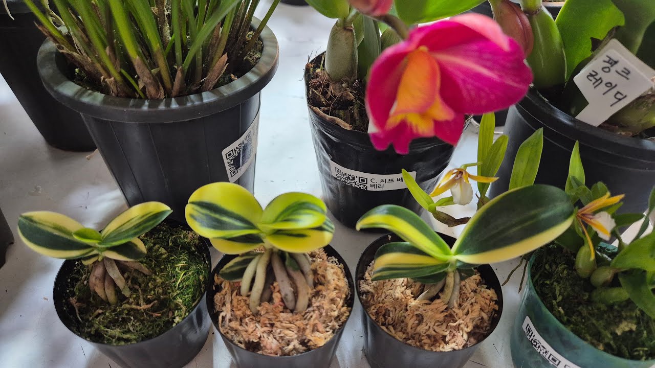 초록플라워(2.19) 설명절 잘 보내셨지요~