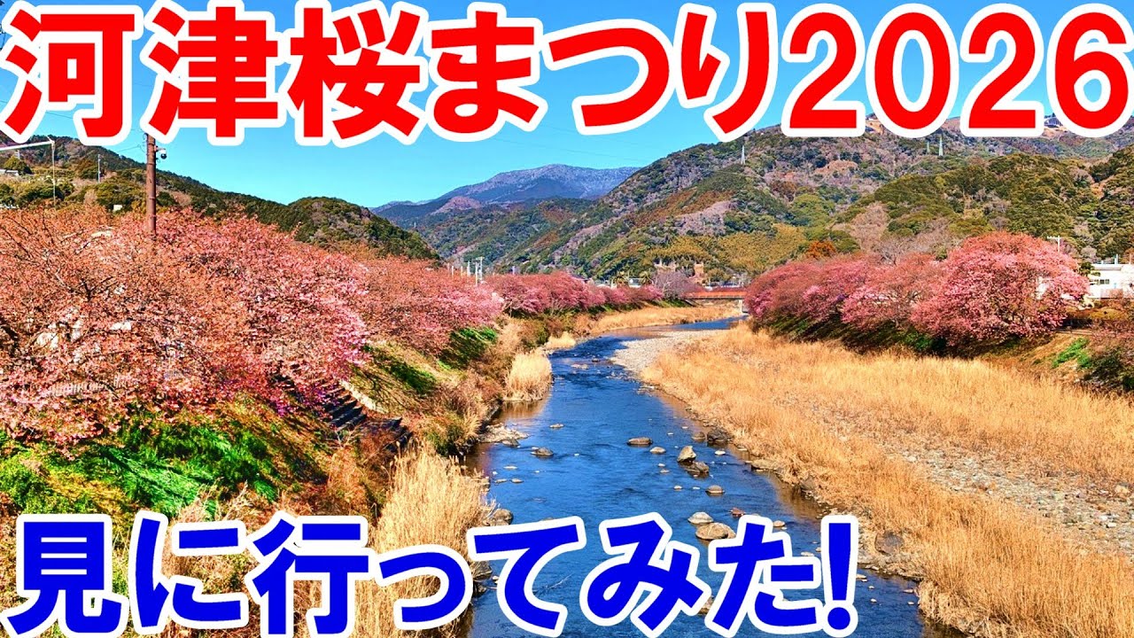 【河津桜まつり2026】一足早い春を感じる！伊豆の風物詩を見に行ってみた