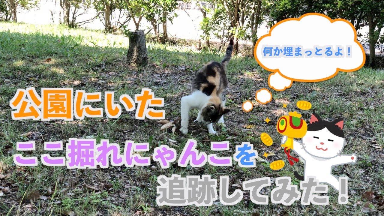 猫動画 公園で出会った野良猫 ここ掘れにゃんこ を追跡してみた Youtube 猫動画 公園で出会った野良猫 ここ掘れにゃんこ を追跡してみた Youtube