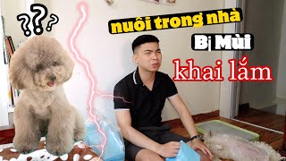 Cách Giảm Mùi Khai Khi Chó Đi Vệ Sinh - dành cho các bạn nuôi Cún trong nhà