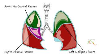 Pleura of the Lungs -  Lung Anatomy Part 4