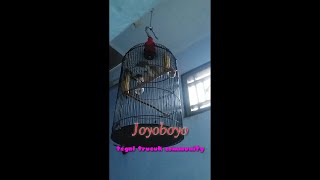 Burung trucukan kawin