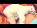 Вислоухий кот (Scottish Fold) крепко спит и видит сны