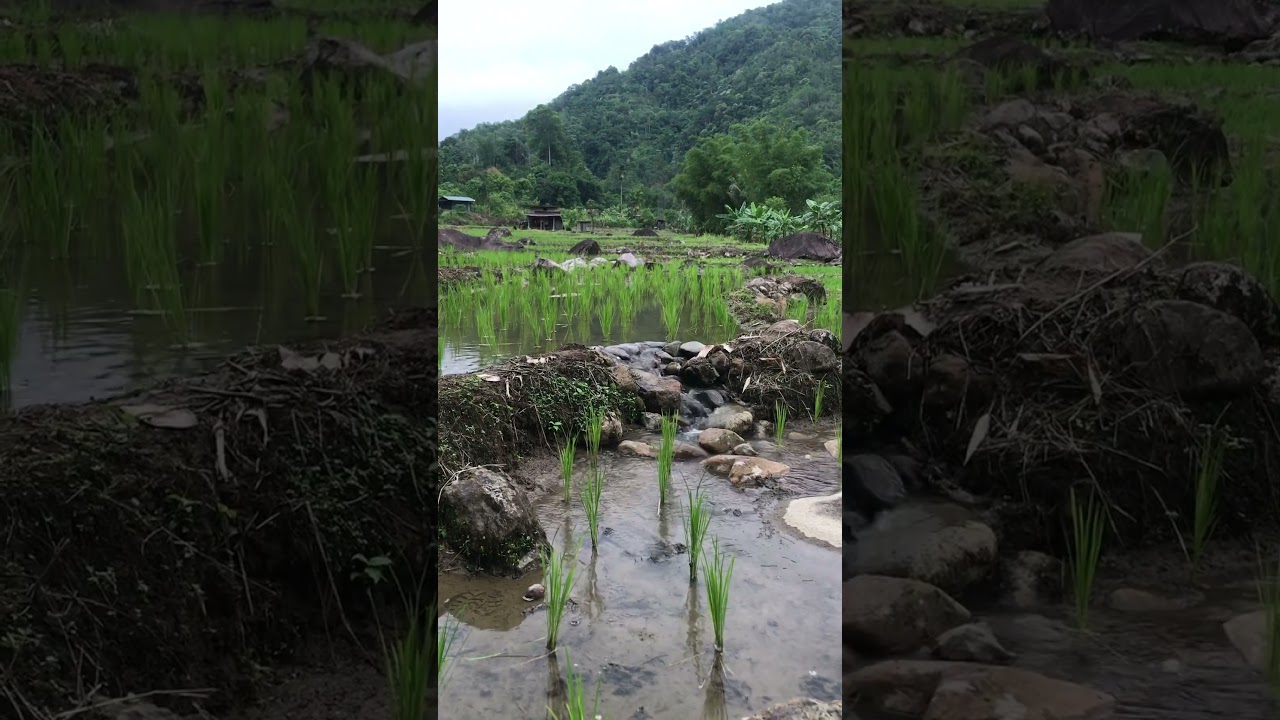 Organic Borneo rice paddy fields irrigation 