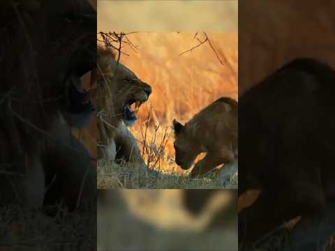 لبؤة تواجه ملك الأسود لحماية شبلها حيوانات أسد شورت