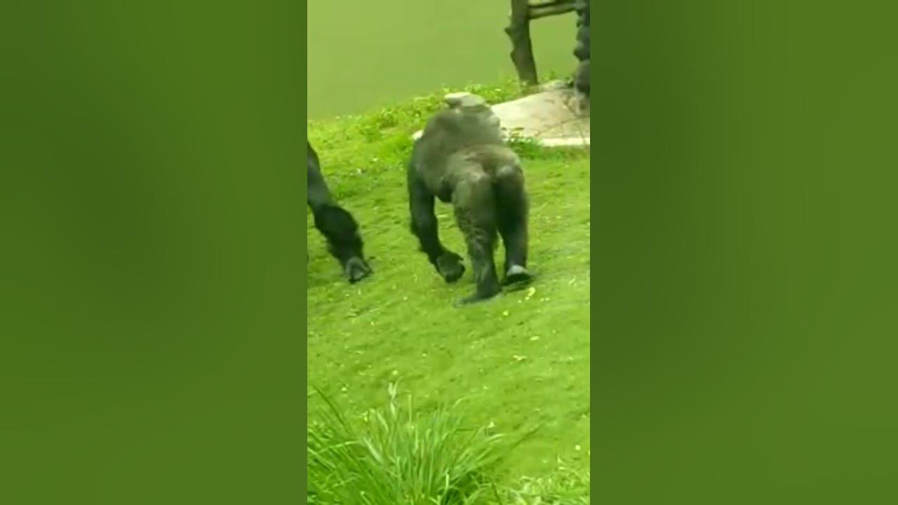 5 Terrifying Moments: Chimpanzee Attacks : final affliction : chester