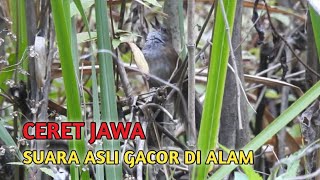 Suara Burung Ceret Jawa di Alam