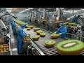 Inside a Modern Kiwi Processing Factory | From Orchard to Juice, Syrup & Canned Kiwi