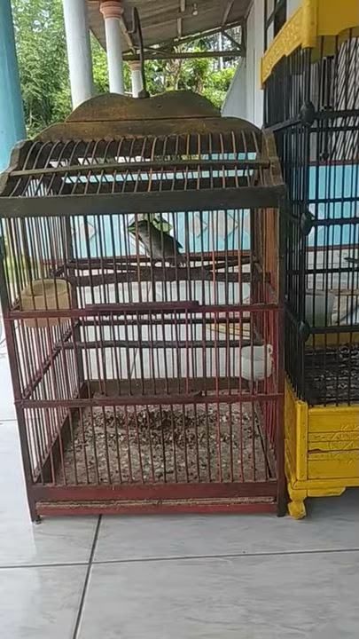 Tembakan pelanduk semak cocok untuk masteran murai trotol