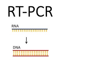 How we test for SARS-CoV-2 - RT-PCR (Reverse Transcription PCR)