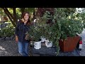 Planting Sun Loving Shrubs: Butterfly Bush, Ninebark &amp; Coralberry! 💚🌿💚 // Garden Answer