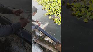 देखिए कैसे पकड़ी 5 किलो की रहू मछली #fishing #fish #fishingvideo #fishcutting
