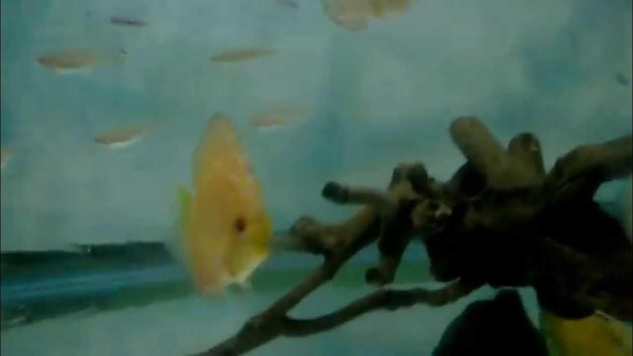 My discus fish not eating YouTube