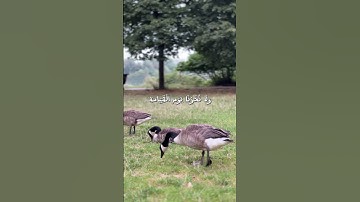 الذكر الحكيم | سورة آل عمران