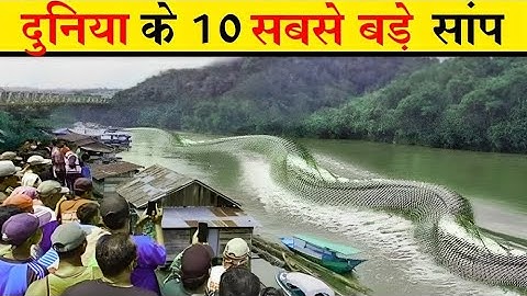 देखिए दुनिया के 10 सबसे बड़े सांपों को  10 biggest snake in the world in hindi
