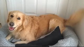 Groodle dog LUUURVS her new bed! by Finchesca 762,086 views 8 years ago 1 minute, 53 seconds