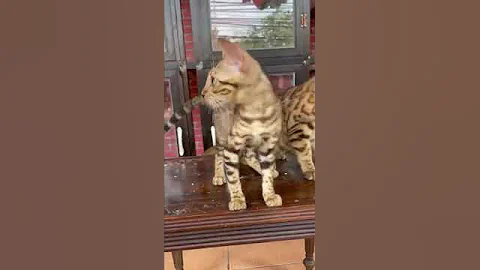 Watch the video about Kucing Bengal #cat #kitten #catlovers #kucingbengal