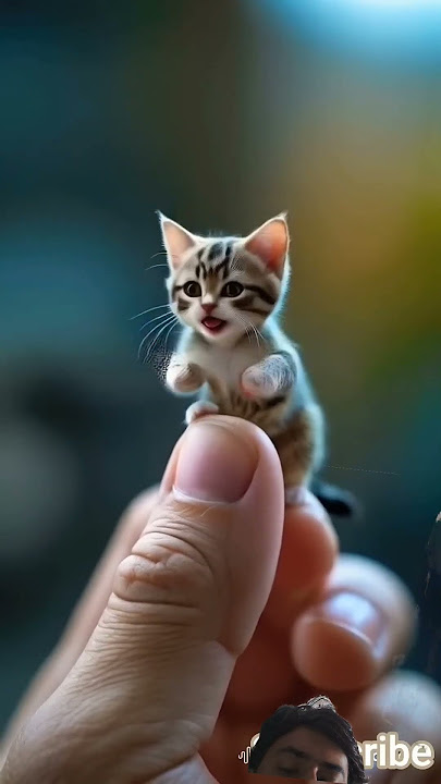 duty duty download #kitten #cutecat #funny #comedy #cartoon #dubidubidu