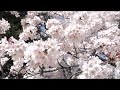 狭山稲荷山公園の桜・お花見｜Sayamainariyama Park Cherry Blossoms｜Sayama City Saitama Prefecture Japan