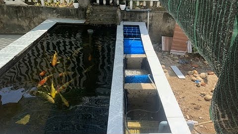 Mẫu Hồ Cá Koi 3 Khối Đẹp - Bộ Lọc 4 Ngăn Hiệu Quả - Nước Trong - Cá Khỏe.Hồ Của Anh Đậm Ở Vũng Tàu.