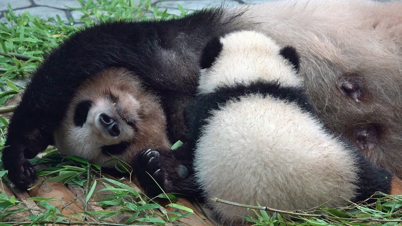Panda nursing 良浜、桜浜、桃浜 アドベンチャーワールド パンダ - YouTube