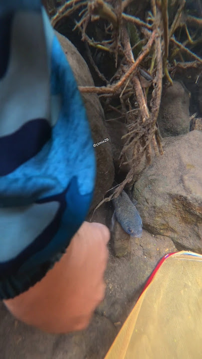 Luar Biasa 🔥Tangkap Ikan Channa Limbata Hutan Tepat di Sarangnya