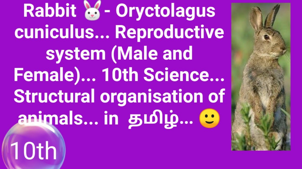 Reproductive system of Rabbit 🐰... 10th Science... Structural