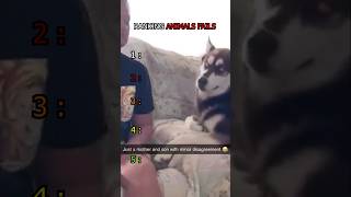5 Best Animals Fails Ranking #explore #animals #funny #fails #compilation #shorts #viral