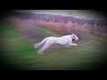 Velocidad de Dogo Argentino