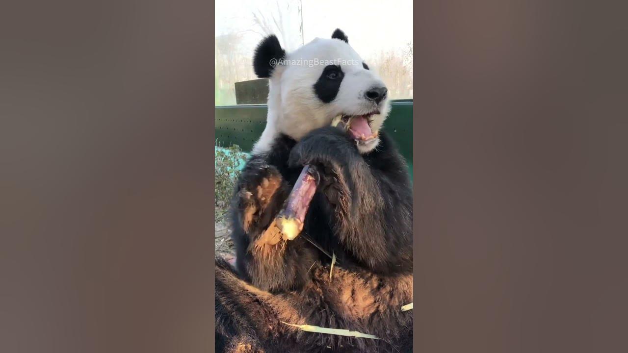 Besides bamboo, what else do pandas eat? (immersive experience!!!)#