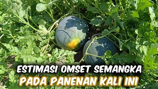 Estimasi Perhitungan Hasil Panen Semangka Pada Panenan Kali Ini