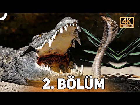 VAHŞİ SERÜVEN 2. BÖLÜM | 4K HAYVAN BELGESELİ