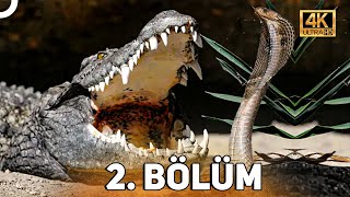 Vahşi̇ Serüven 2 Bölüm 4K Hayvan Belgeseli̇