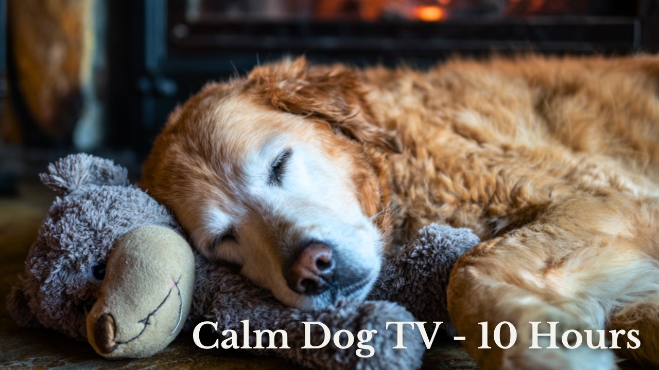 Dog TV for Anxiety 🐾 | 10 Hour Calm Visuals to Relax Dogs & Reduce Stress