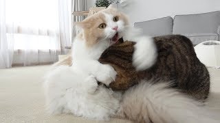 Don't Trust Kitties (ENG SUB)