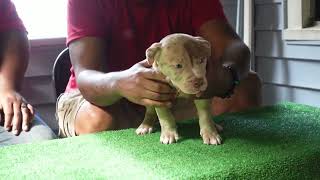 LILAC CHOCOLATE TRI MERLE AMERICAN BULLY PUPPIES