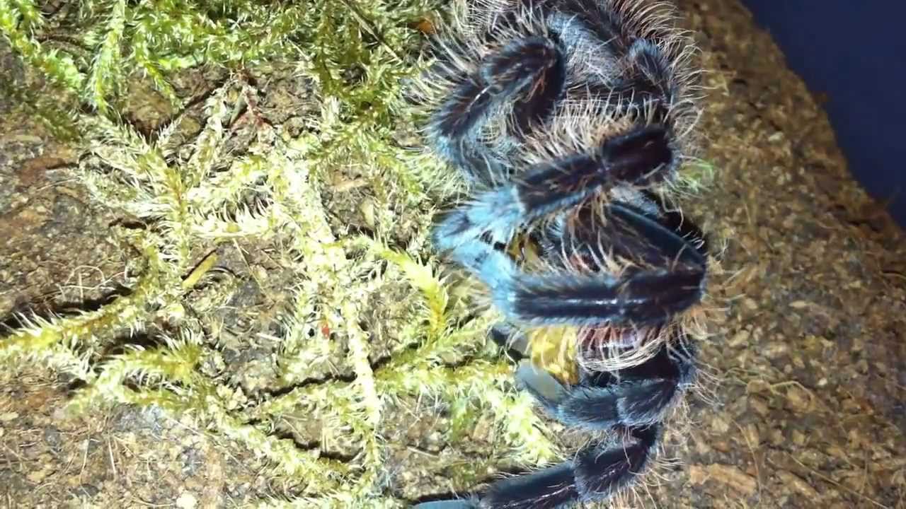 tarantula spider Curly Hair Tarantula Problem :(