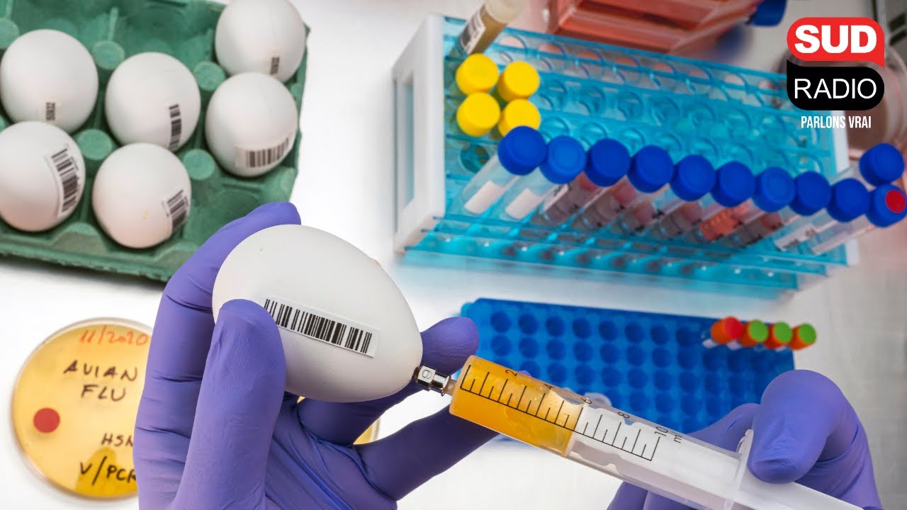 Grippe aviaire : pourquoi l’OMS tire la sonnette d'alarme ?