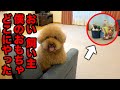 トリミング中におもちゃを全部隠したらこの表情で飼い主のことガン見してくるトイプードル。