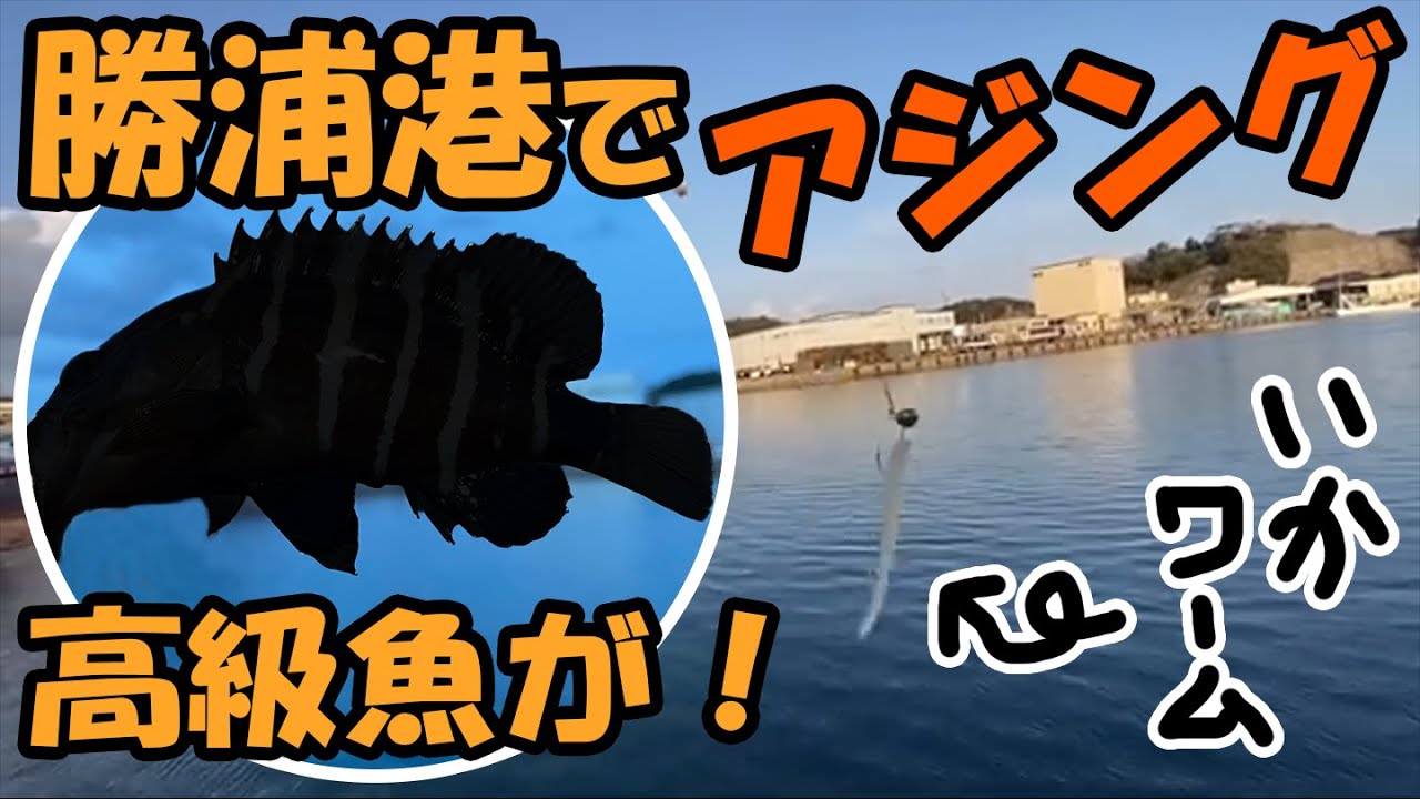 勝浦港でアジング再び イカワームであの高級魚が Youtube