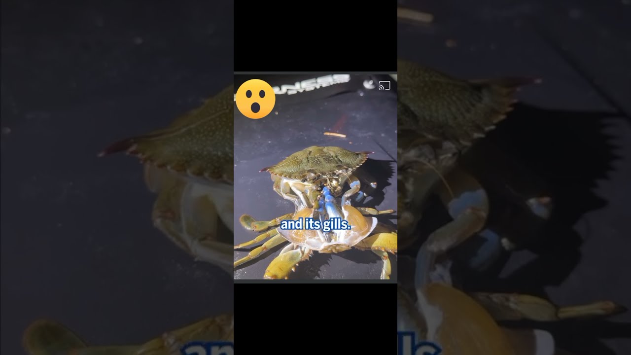 amazing crab transformation