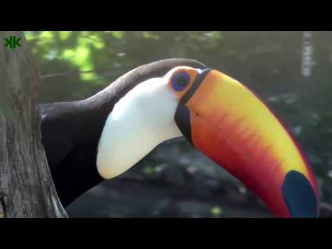 Tukan kuşları -  Renkli gagalarının ilginç yapısı ve sırları