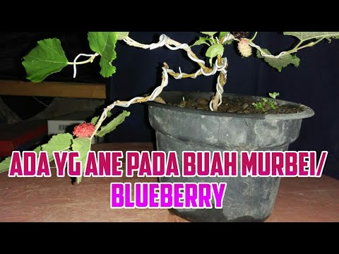 Video: Pupuk Blueberry: Cara Menyuburkan Blueberry