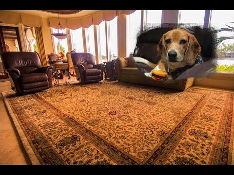 How to properly clean wool, silk Oriental rug | PetPeePee Company