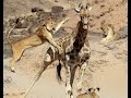 The Fight Between Lion And Giraffe - Part 2