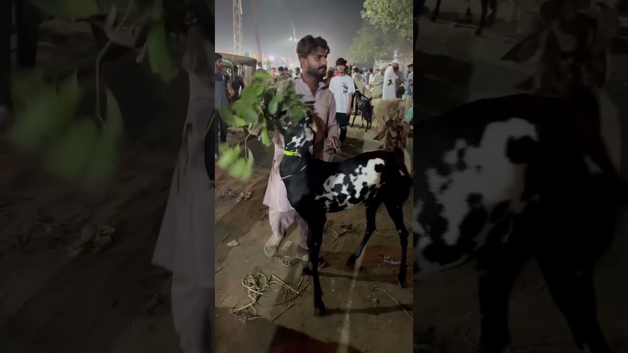 Black Beetal Bakra | Kala Dabba | Shahpur Kanjra Mandi Lahore 