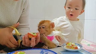 baby Bear and monkey Titi are excited to prepare food with their mother. videomonkey