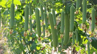 The best way to plant and grow luffa gourds