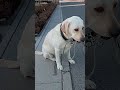 きっと知っている～　#japan #funnydogs #short #shortsyoutube #gardening #travel #羽生牧場　2024年2月5日